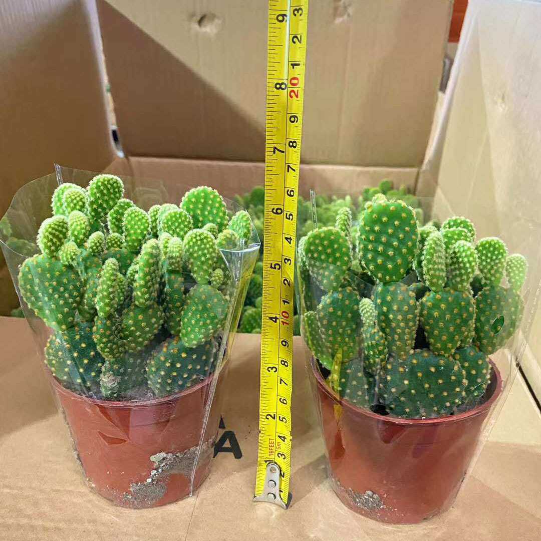 【基地直供】小盆栽仙人球室内多肉植物 仙人球植物  110黄毛掌