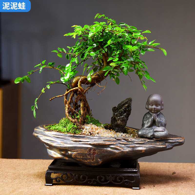 提跟榆树盆栽四季常青盆景植物室内办公茶室文艺绿植桌面装饰盆景,3C数码配件,摄像机配件,淘宝优惠券,粉丝福利购,淘宝优惠卷