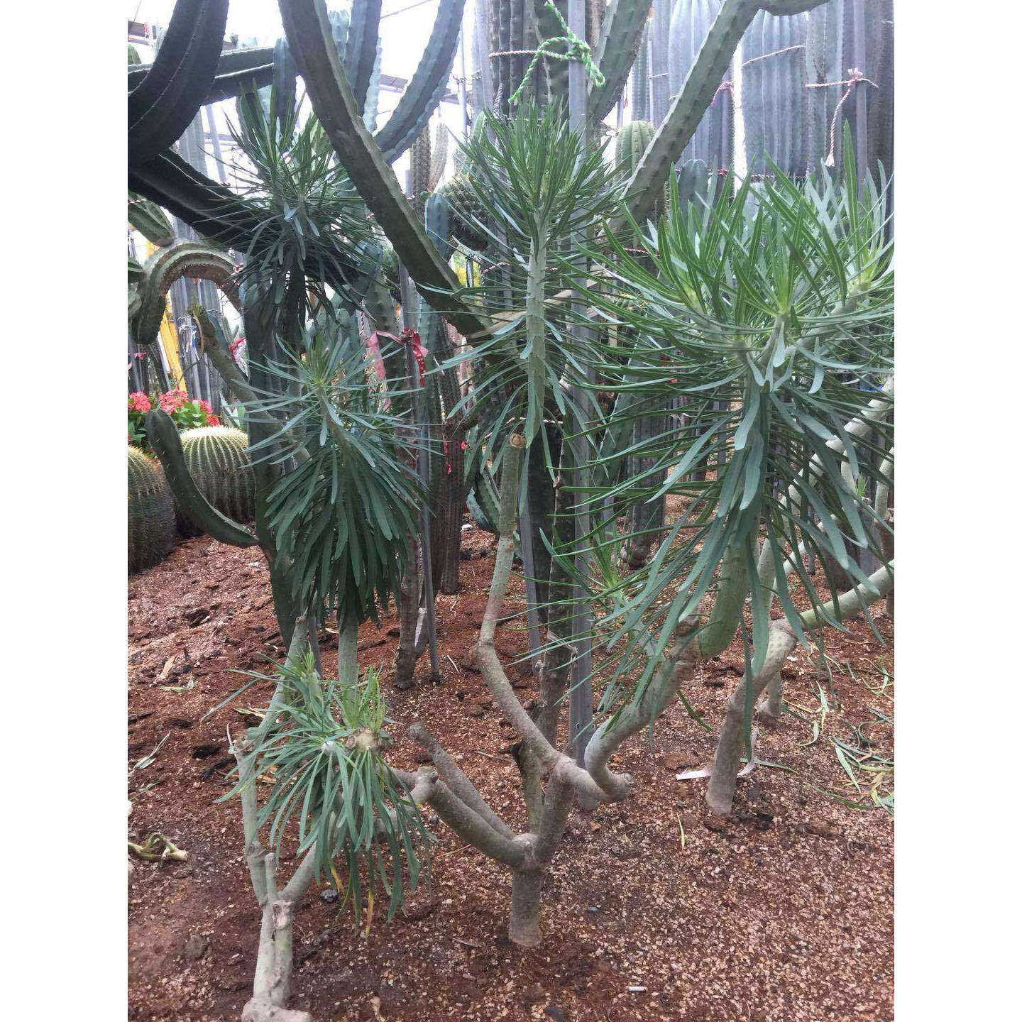 天龙花卉植物  福建厂家 沙生沙漠植物花卉植物  基地直供