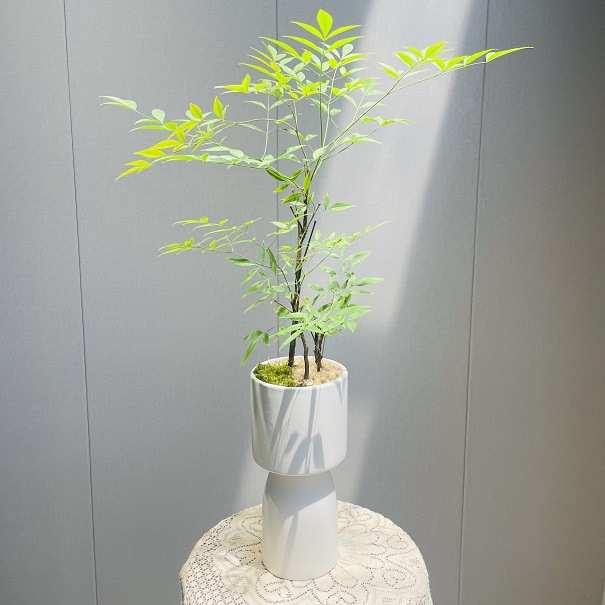 南天竹绿植盆栽常绿小灌木植物室内花卉鲜切枝吊钟马醉木平替植物