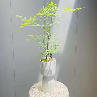 南天竹绿植盆栽常绿小灌木植物室内花卉鲜切枝吊钟马醉木平替植物