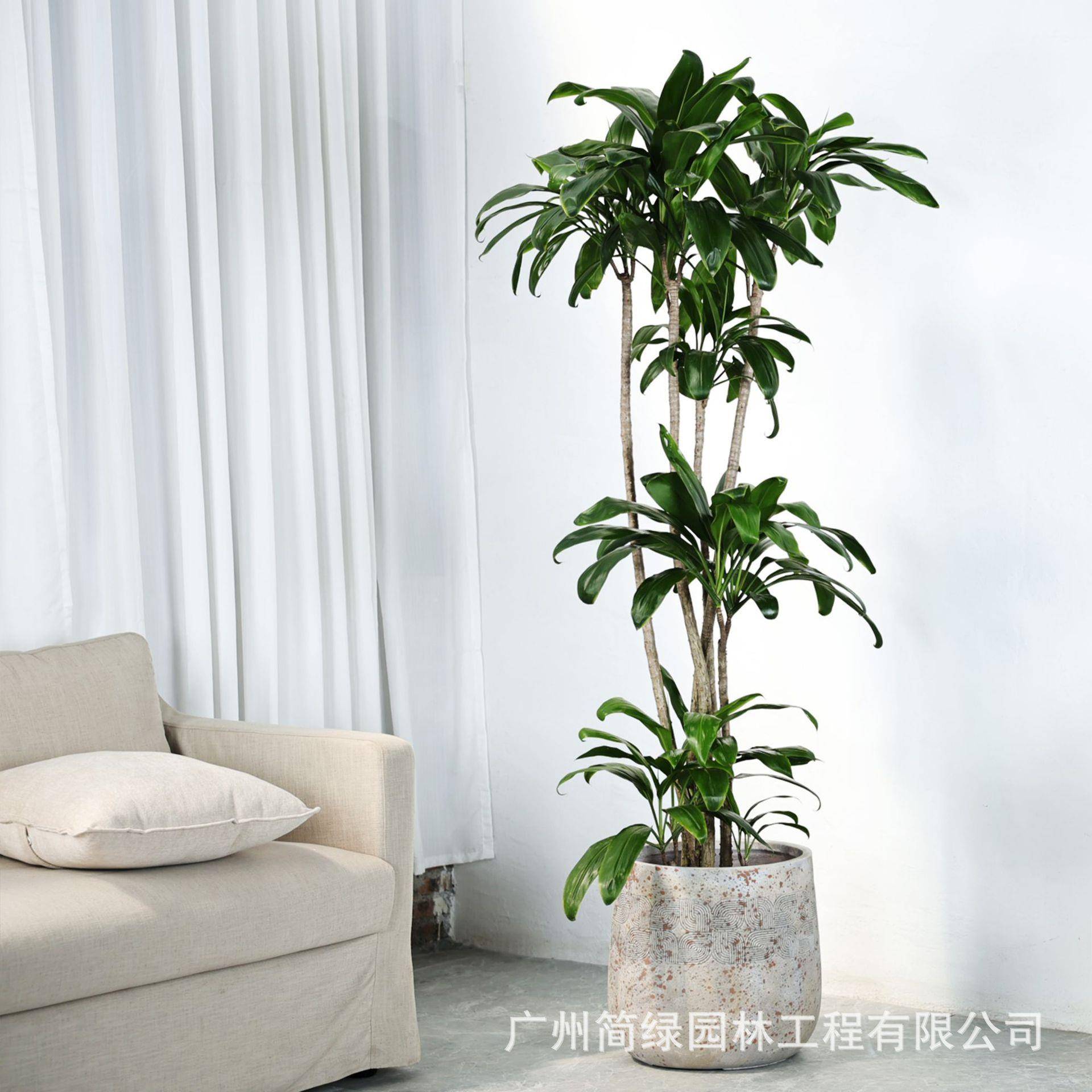 复古艺术圆形大口径小众水泥花盆欧式客厅朱蕉青棠种植盆保罗盆栽