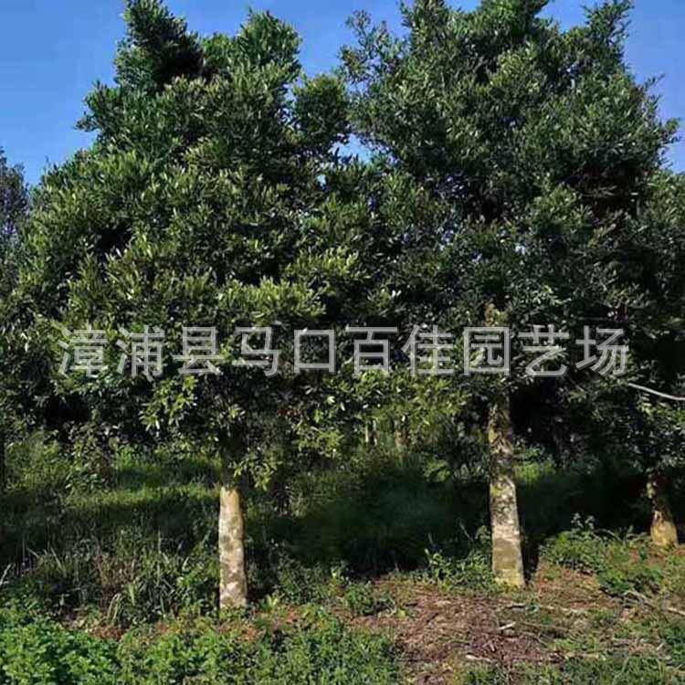椰树 罗汉柴 百佳园艺 米径8公分移植苗 竹柏