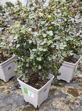 【精品方盆苗】原盆原土根接扦插月季根接苗玫瑰伊芙系列大花浓香