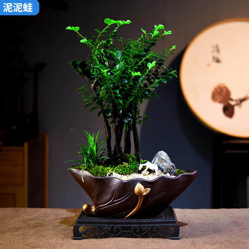 禅意/意境小叶黑骨茶紫檀盆栽植物室内客厅办公室好养绿植四季常