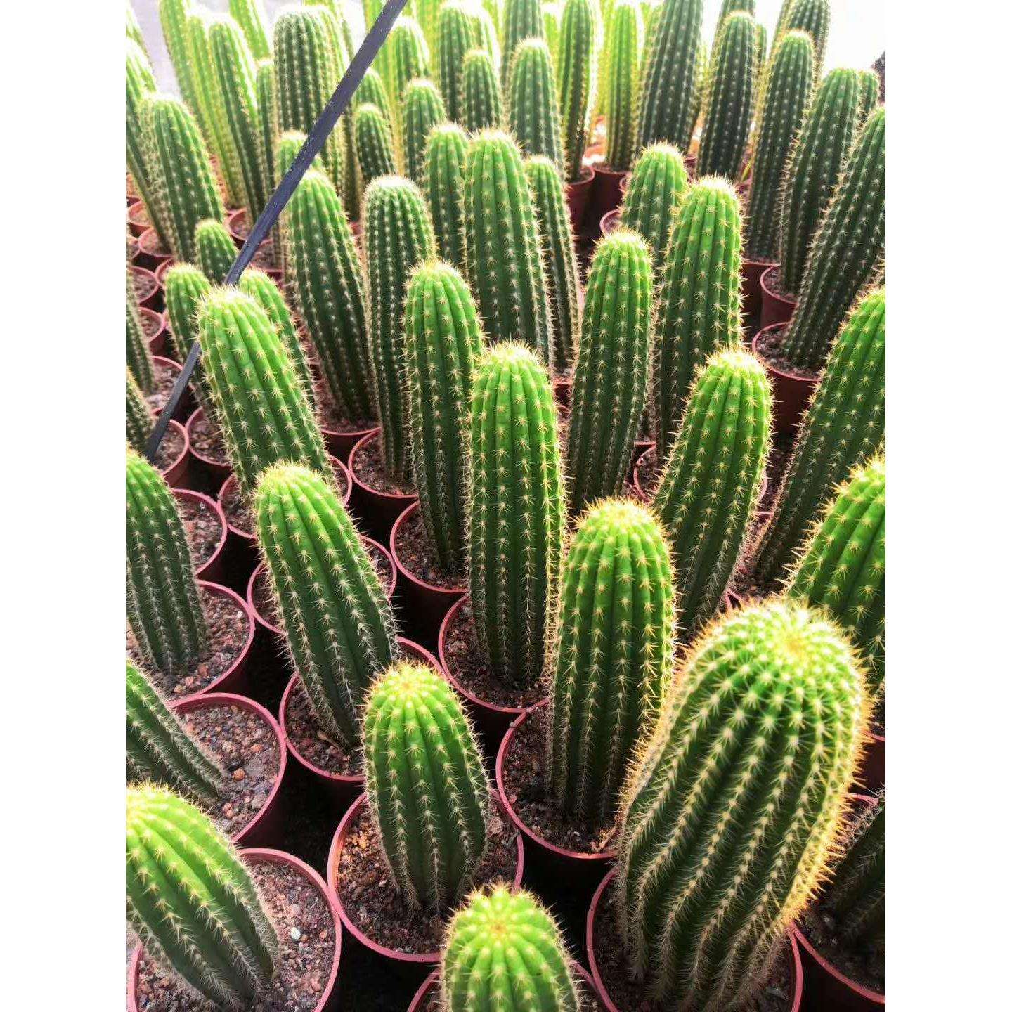 基地直销仙人球盆栽 居家花卉绿植盆栽多肉植物 毛花柱