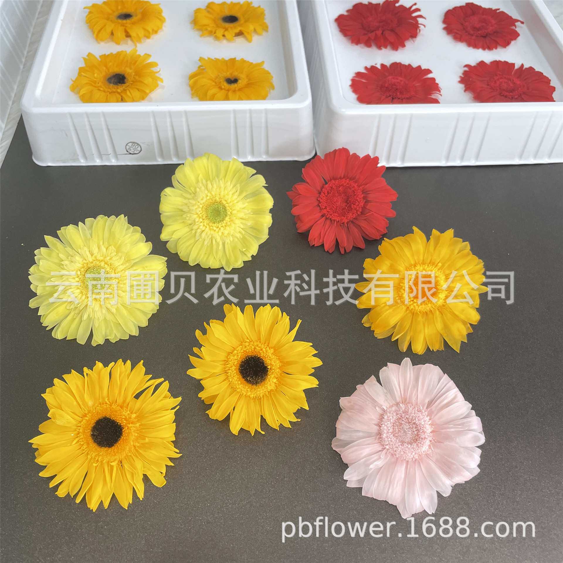 花者保鲜花小向日葵扶桑花永生非洲菊花头母亲节礼物材料