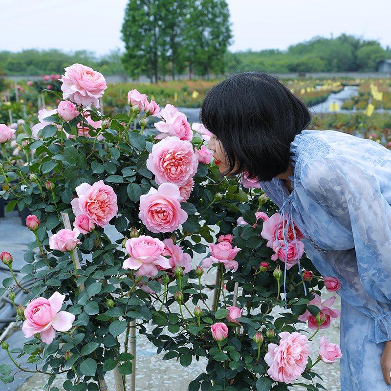 爬藤月季花苗四季开花舍农索花堡的女人们勤城好养玫瑰