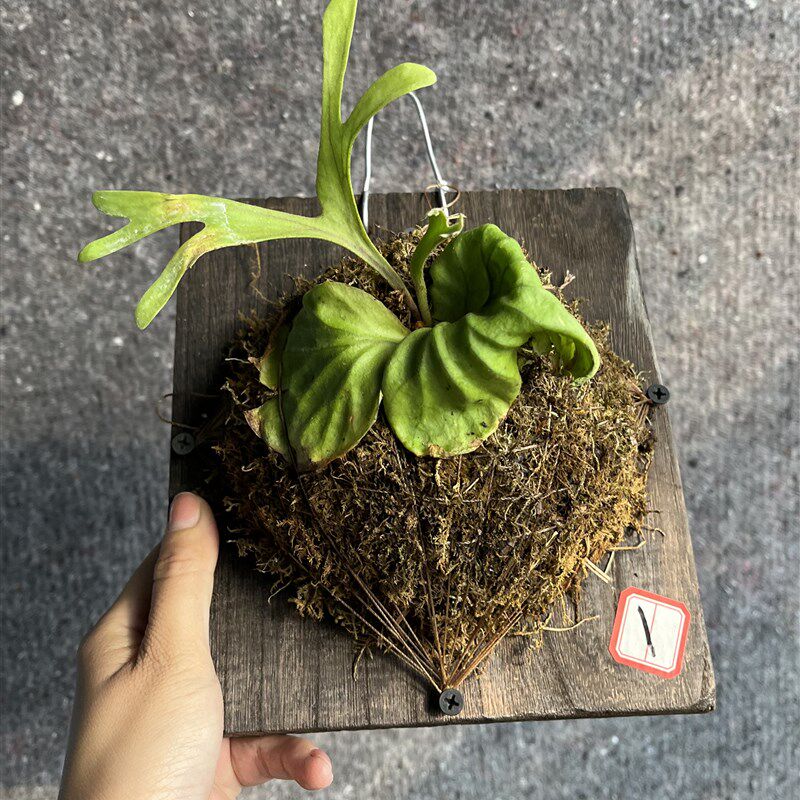 热猴鹿角蕨,18种原生鹿角蕨之一板亚洲猴脑鹿角蕨,,植装饰亚植