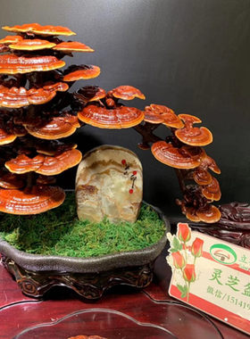 精品天然玉石摆件 泰山石灵芝盆景 立鹤菌业摆件灵芝 真灵芝