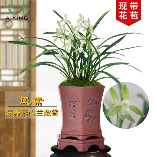 艾莹兰花苗 建兰有香味的素心浓香凤素 夏带花苞出售实惠好养花卉