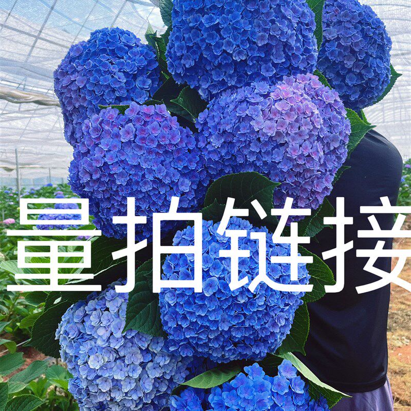 绣球切花重瓣太阳神殿 基地直发