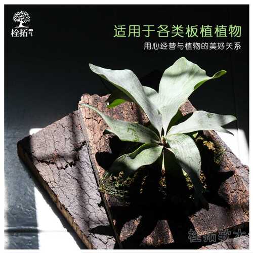 葡萄牙进口天然软木造景爬宠缸背景板兰花板植装饰橡木树皮