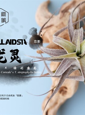 空气凤梨 龙灵BC x 伯利兹卷 空凤故事自杂品种 室内绿植