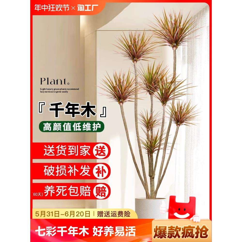 千年木绿植室内大型马尾铁七彩铁真植物客厅办公室好养龙血树盆栽