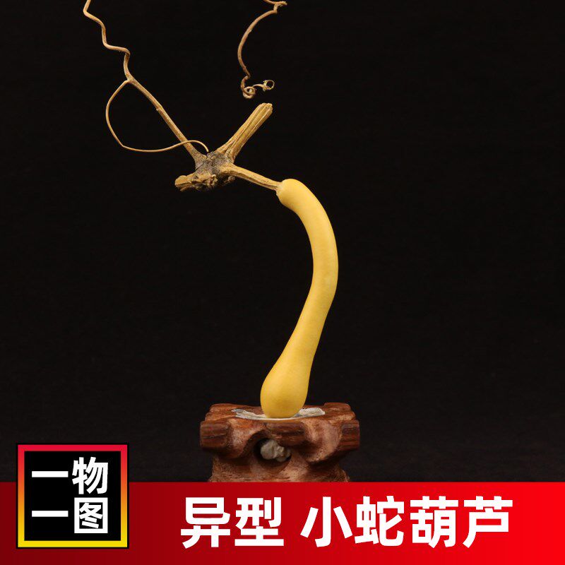 一物一图天然异形小蛇葫芦奇型手捻手把件把玩文玩独把单肚