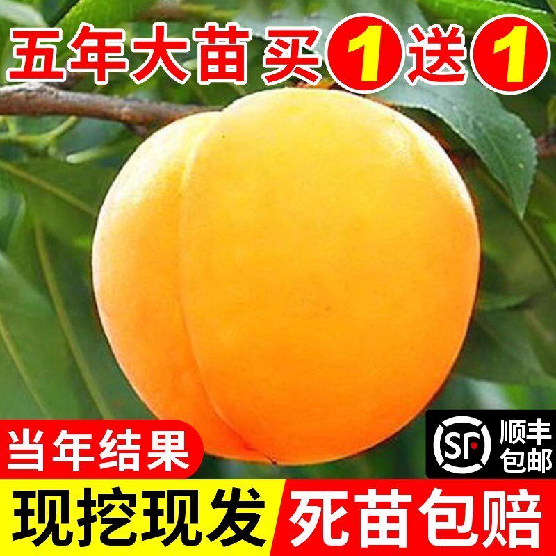 黄桃树苖桃树果苗嫁接苗冬桃油桃树果苗南方北方种植桃苗当年结果