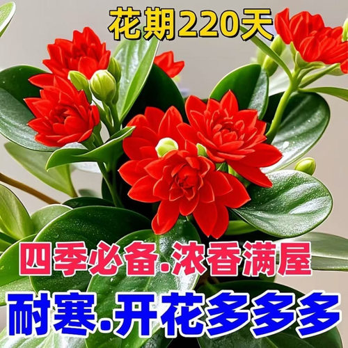 【下单立减50】碧玉新品红边四季常青室内花卉绿植耐旱好养易活ZP