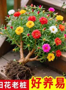 【下单立减50】太阳花老桩多色重瓣耐寒耐热四季开花阳台庭院ZP
