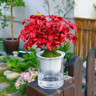 火焰南天竹盆栽耐寒好养易活室内客厅书房观赏BW 下单立减50