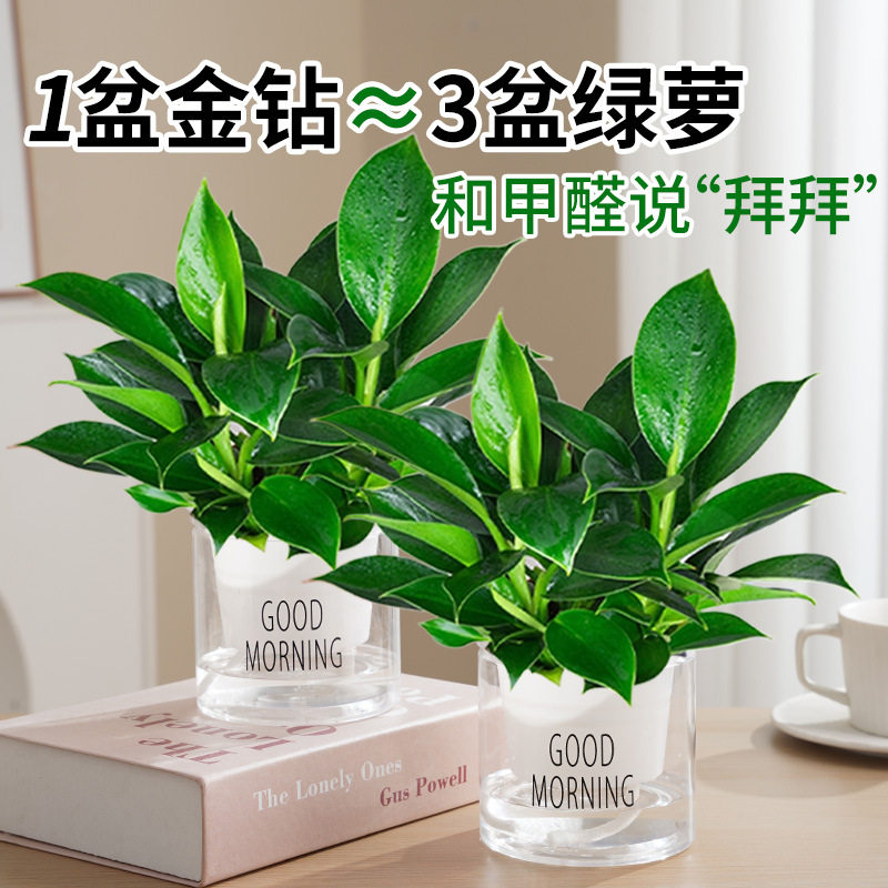 【下立减50】铂金钻盆栽绿植花卉植物室内花水培好养活多肉ZP