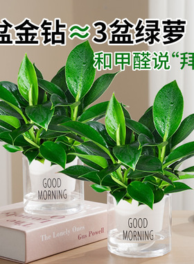 【下单立减50】铂金钻盆栽绿植花卉植物室内花水培好养活多肉ZP