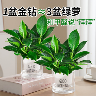 【下单立减50】铂金钻盆栽绿植花卉植物室内花水培好养活多肉ZP