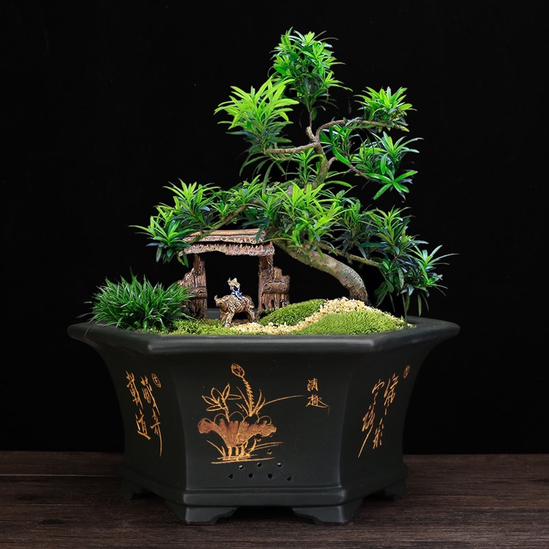 紫砂花盆大号六方客包盆景盆榕兰文竹黑松君子兰松柏盆蝴蝶树厅邮