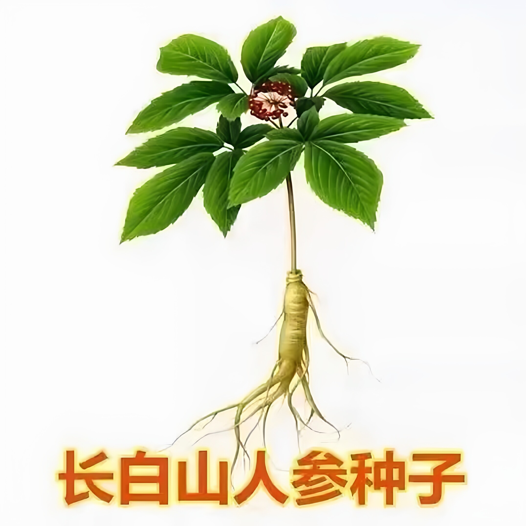 【下单立减50】人参种子长白山人参籽山参党参园参原装种子四季YB