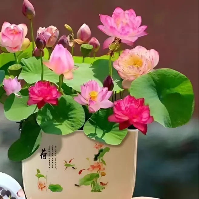 【下单立减50】莲种子水培植物室内花卉四季开花好养荷花BW