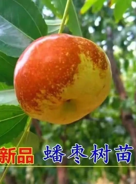 【下单立减50】新品种蟠枣树苗嫁接特大果脆甜耐寒盆栽地栽结果BW