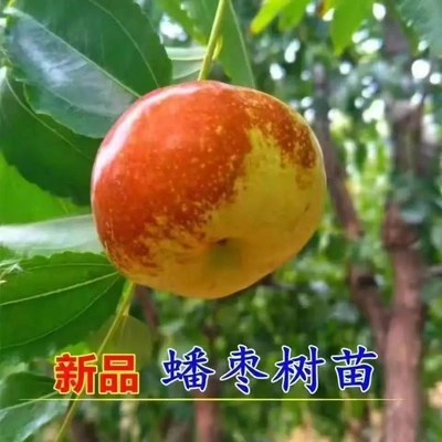 【下单立减50】新品种蟠枣树苗嫁接特大果脆甜耐寒盆栽地栽结果BW