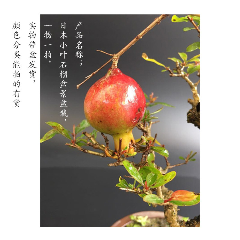 石榴矮霸微栽盆景老桩盆型本日小叶红花熟桩籽播造型开花结果带果