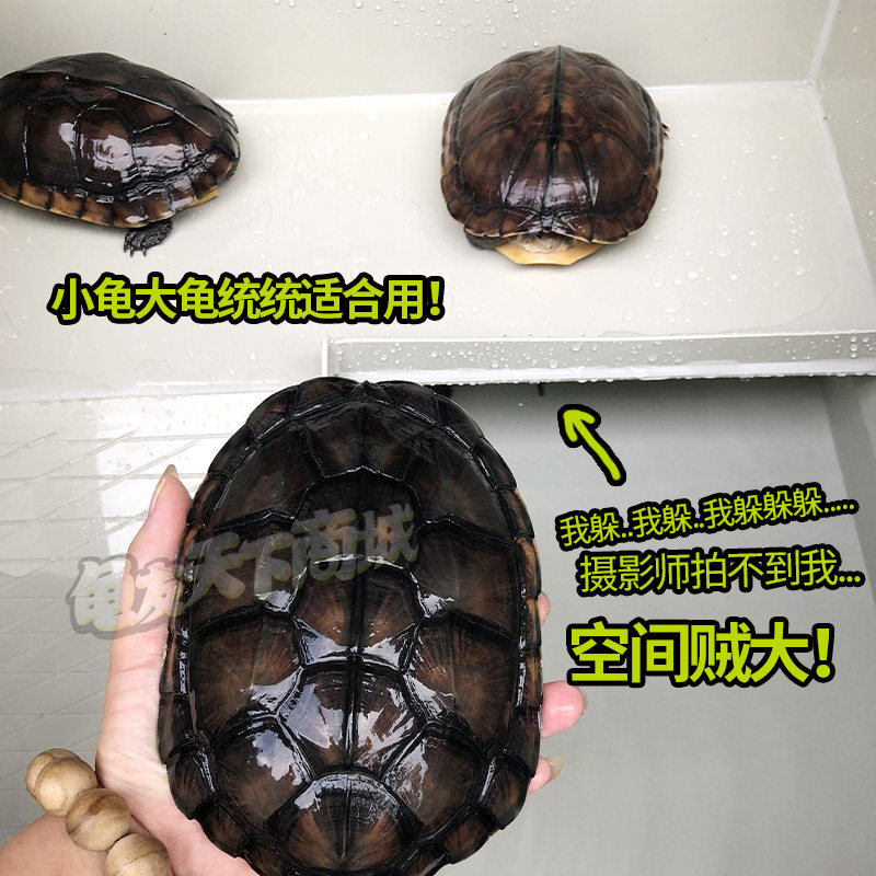 乌龟缸带晒台悬空带躲避塑料龟池生态养龟盆石金钱龟巴西草种龟箱