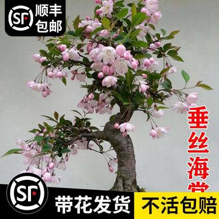 垂丝海棠花盆栽树苗老桩四季开花鲜花卉盆景绿植物室内年花好养活