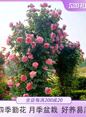惠惠的花园爬藤月季花苗四季开花舍农索城堡的女人们勤花好养玫瑰
