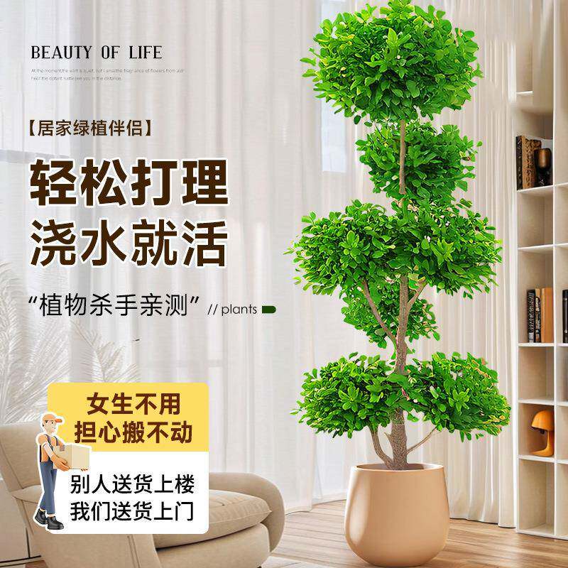 金钱榕大盆栽室内客厅大型绿植摇钱树发财树四季常青落地榕树植物