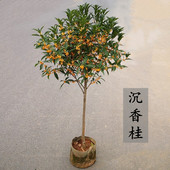 沉香桂花树苗八月浓香花卉实原生高杆金丹大型四季 朱砂桂花园庭院