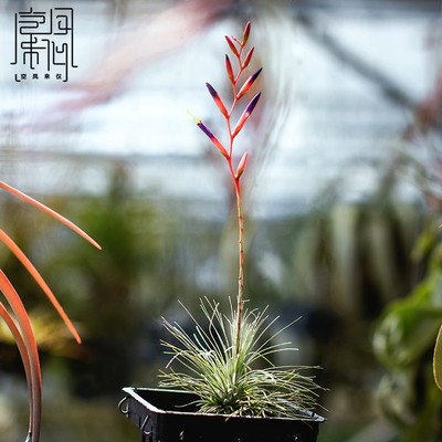 空凤来仪 空气凤梨 富奇思杂白毛 矮胖针叶类代表