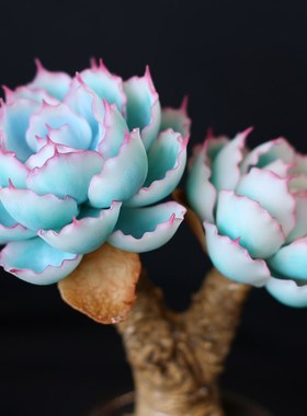 树脂黏土多肉植物伯克利锦仿真永生花装饰客厅桌面摆件手工绿植