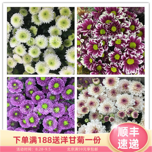 新鲜上市 多色雏菊鲜切花 20多个颜色小菊品种 花期超长 好养耐活