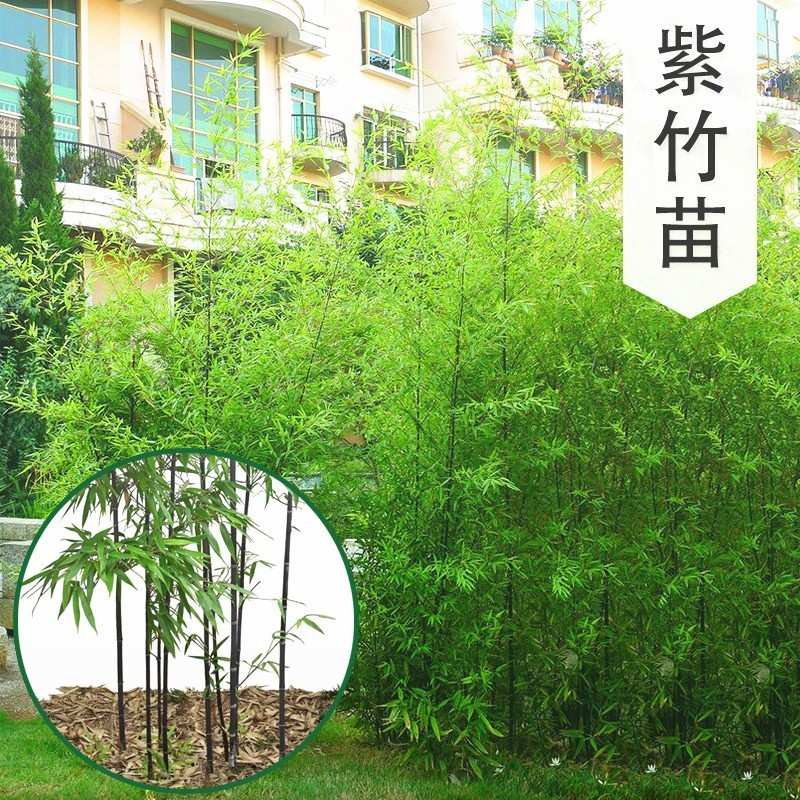 竹子苗庭院四季常青耐寒植物观赏大型竹子盆栽紫竹苗黄金竹罗汉竹