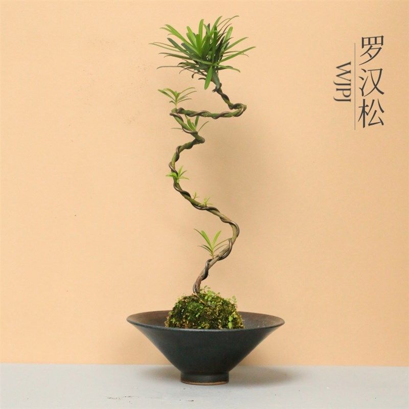 造型罗汉松苔玉球艺术盆景家居装饰好物