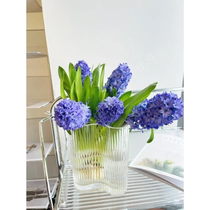 荷兰进口蓝色白色风信子鲜切花真花鲜花水养餐桌面家居花瓶插花,鲜花速递/花卉仿真/绿植园艺,花材,淘宝优惠券,粉丝福利购,淘宝优惠卷