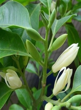 芳香花卉黄兰树苗 浓香型白玉兰花苗白兰花盆栽 黄桷兰树苗