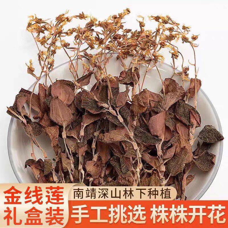 福建南靖开花品质金线莲24个月品种 林下种植营养丰富新鲜