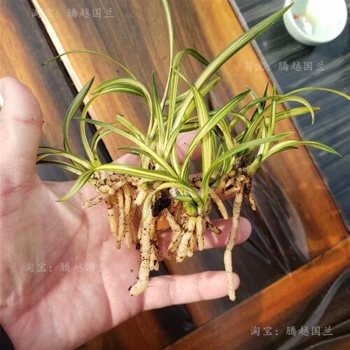 春兰中透绿云皇后艺草艺兰客厅庭院阳台好养活矮种兰花名贵花卉