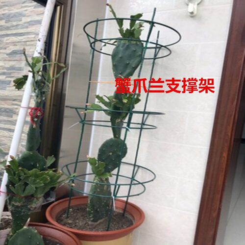 蟹爪兰仙人掌嫁接球兰花架支架攀爬园艺固定架支撑架高100组装