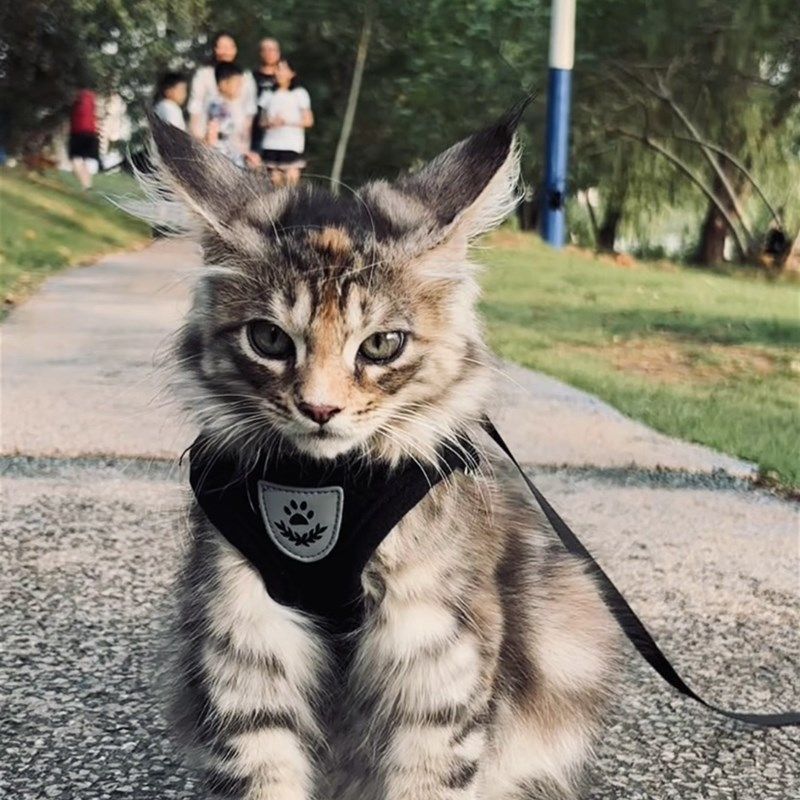 狗狗牵引绳遛狗绳子背心式项圈狗链小型犬猫背带泰迪比熊胸背带,宠物/宠物食品及用品,猫牵引绳,淘宝优惠券,粉丝福利购,淘宝优惠卷