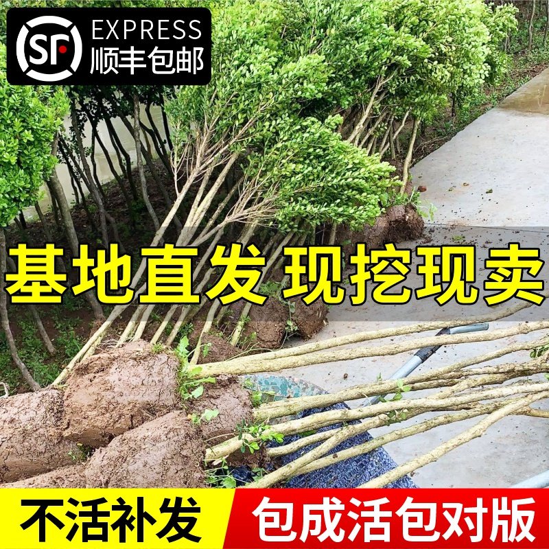 黄杨树苗独高杆棒棒糖小叶瓜子盆栽庭院地造型盆景树桩素材绿化苗